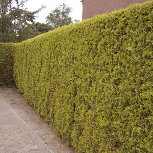 Thuja occidentalis 'Frieslandia'